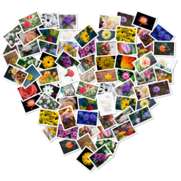 FigrCollage